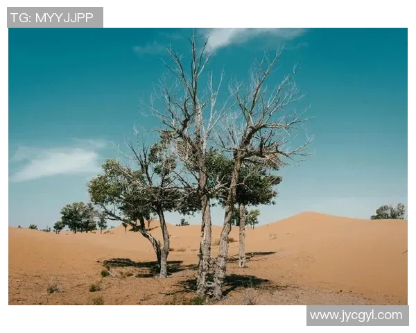 探索阿拉巴的历史文化与自然风光之美，感受多元魅力的独特之旅